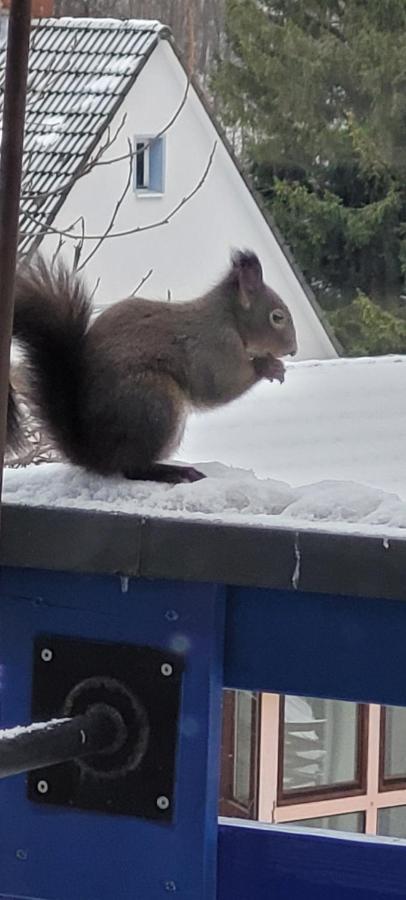 Fewo Harz Haennig 1 Wieda Dış mekan fotoğraf