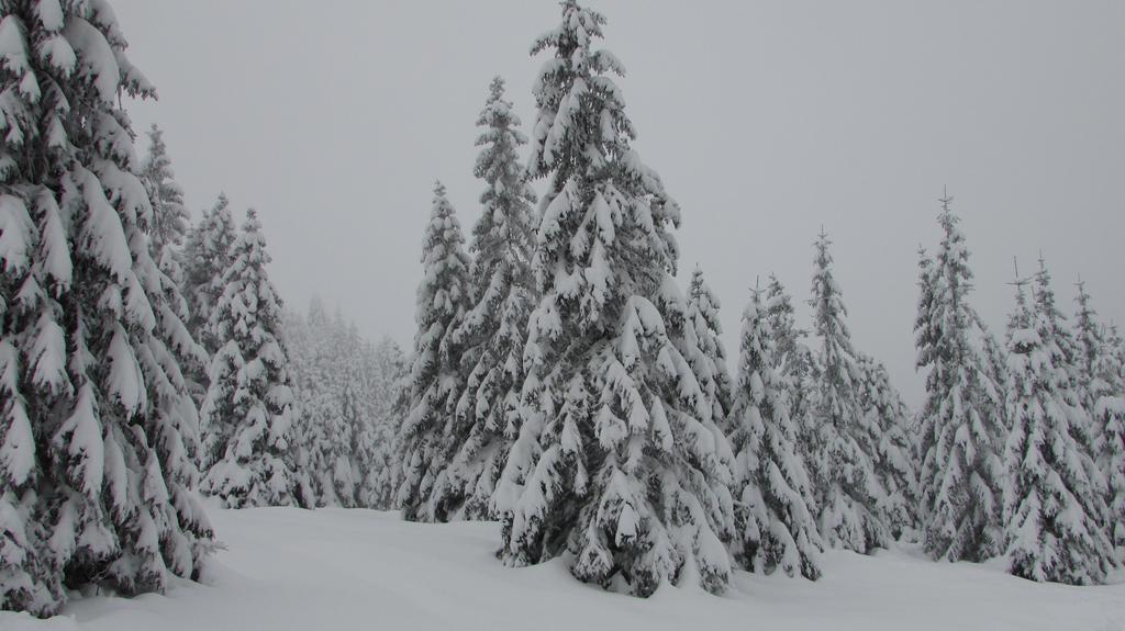Fewo Harz Haennig 1 Wieda Dış mekan fotoğraf