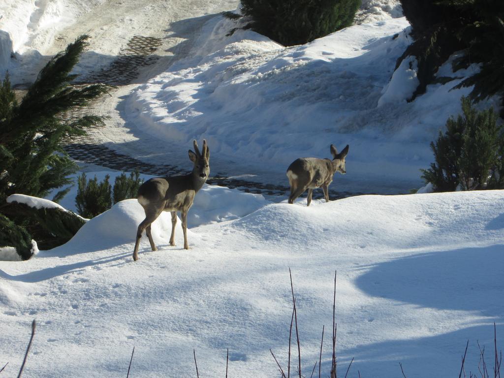 Fewo Harz Haennig 1 Wieda Dış mekan fotoğraf